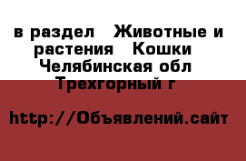  в раздел : Животные и растения » Кошки . Челябинская обл.,Трехгорный г.